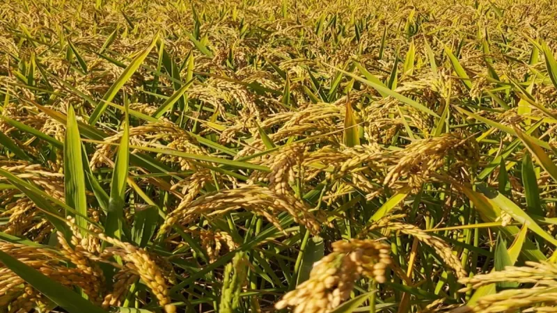 Pirinç ithalatı Ekim'de 13 kat arttı