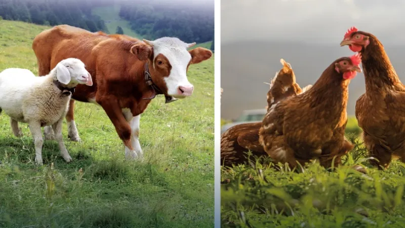 Hayvansal üretimde yükseliş... Sığırdan bala kadar artış var